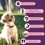 Bowlers Chicken and Milk Nutrimax Puppy Dog Dry Food - Image 2