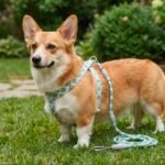 DIAMOND LUXE HARNESS & LEASH SET (GREEN DK-22) - Image 6