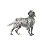 Royal Canin Diabetic Canine Dog Dry Food - Image 2