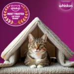 Whiskas Ocean Fish Kitten Dry Food - Image 7